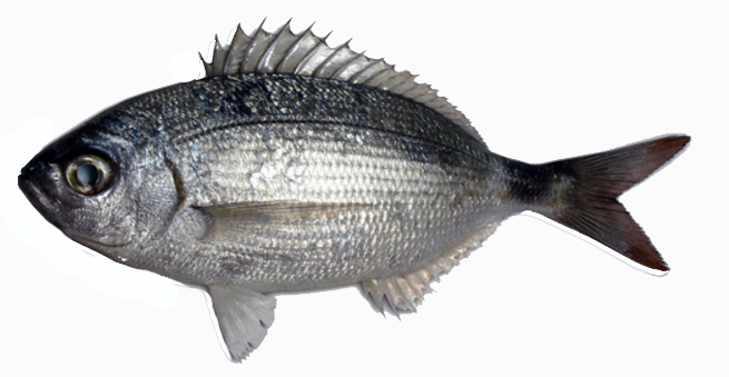 Oblada melanura_07.jpg